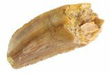 Serrated Raptor Tooth - Feeding Worn Tip #332720-1